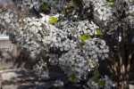 Multiple White Flowers at the San Antonio Botanical Garden