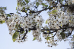 Multiple White Flowers Extending from Branches