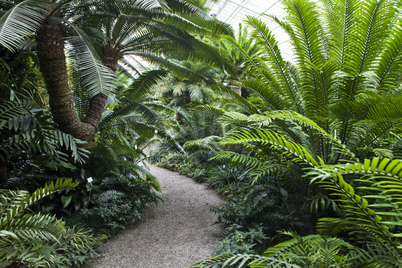 Munich-Nymphenburg Botanical Garden Walkway
