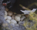 Muscovy Duck and Nest of Eggs