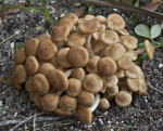 Mushroom with Brown, Quarter-Sized Caps