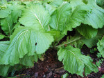 Mustard Plant