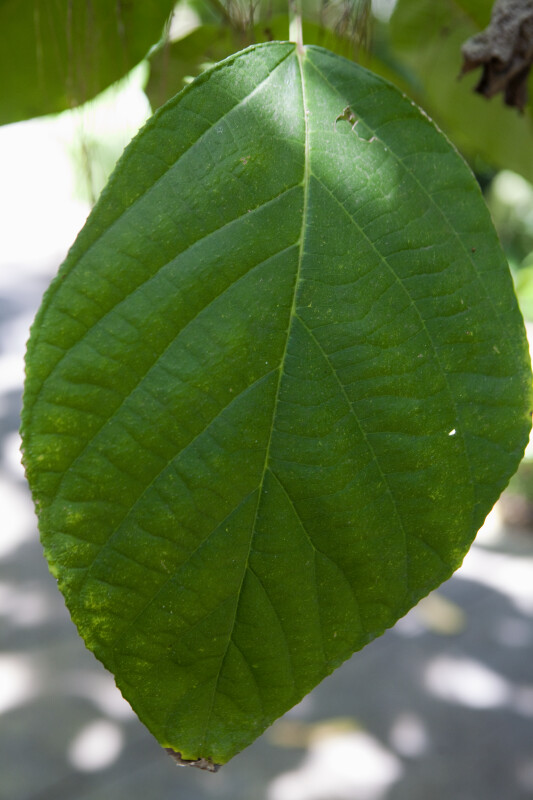 Myriocarpa longipes Tree Leaf