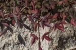 Nandina domestica Leaves and Branches