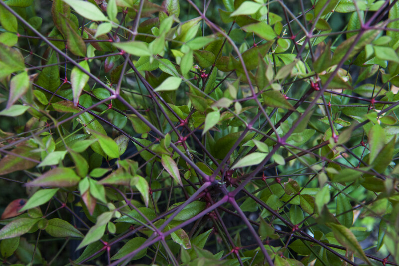 Nandina with Green Leaves and Purple Stems