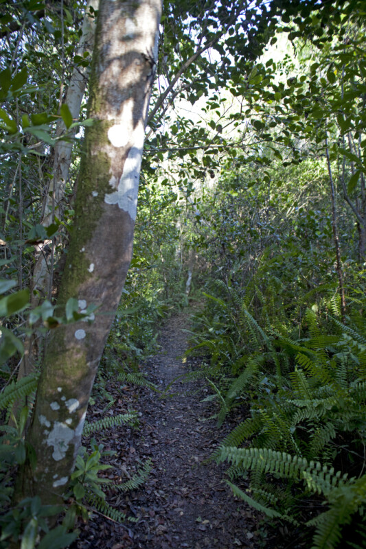 Narrow Path Surrounded by Ferns and Trees at Tree Snail Hammock of Big Cypress National Preserve
