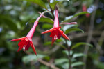 Narrow, Pink, Opened Flowers