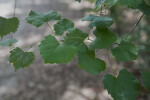 Narrow Stems and Green Leaves