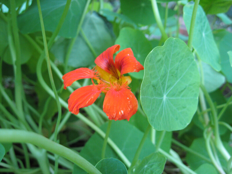 Nasturtium