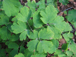 Native Columbine