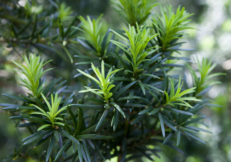 Needle-Like Leaves of a Hybrid Yew