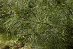 Needle-Like Leaves of a Pyramidal Eastern White Pine Tree
