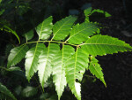 Neem