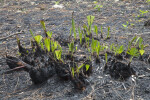 New Growth of a Saw Palmetto Affected by Fire