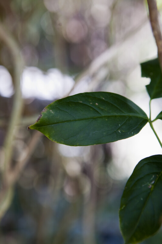 New Guinea Trumpet Creeper Leaves