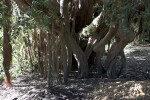 New Zealand Christmas Tree Trunks