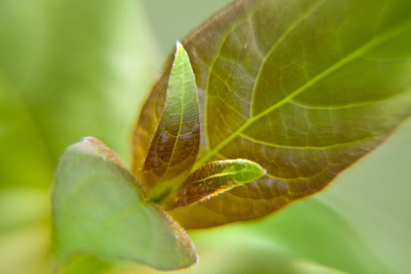 Newly Sprouted Leaves Close-Up