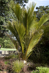 Nikau Palm