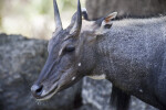 Nilgai