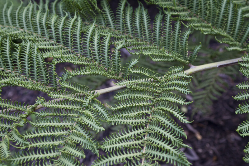 Norfolk Island Fern Branch