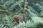 Norfolk Island Fern Leaves and Fiddleheads