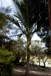 Norfolk Island Palm