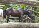Noriker Horse