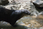 North American River Otter