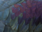 Northern Bald Ibis Feathers
