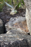 Northern Curly-tailed Lizard and Vegetation