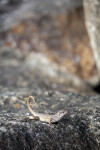 Northern Curly-tailed Lizard at the Morikami