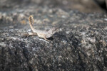 Northern Curly-tailed Lizard Close-Up