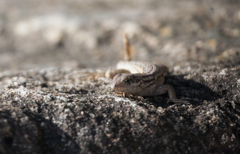 Northern Curly-tailed Lizard Crouching