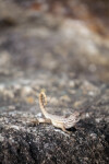 Northern Curly-tailed Lizard Looking Up