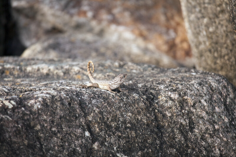 Northern Curly-tailed Lizard on a Rock