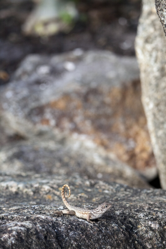 Northern Curly-tailed Lizard on Rocks