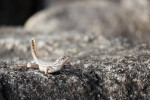 Northern Curly-tailed Lizard Standing