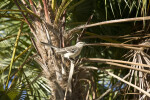 Northern Mockingbird in Tree