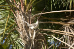 Northern Mockingbird