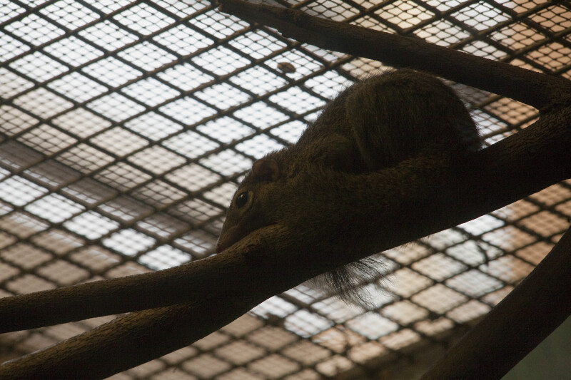 Northern Tree Shrew