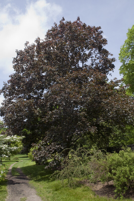 Norway Maple "Crimson King" Tree