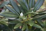 "Noyo Snow" Rhododendron