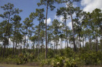 Number of Slash Pines Growing Amongst Shrubs