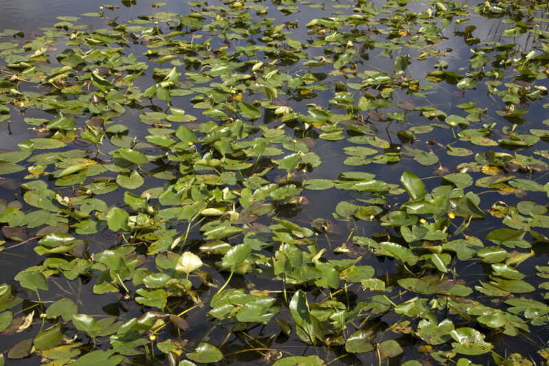 Numerous Aquatic Plants at Anhinga Trail of Everglades National Park