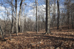 Numerous Bare Trees that have Shed Thousands of Leaves