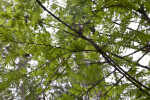 Numerous Branches and Leaves of Bald Cypress Tree