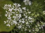 Numerous Coriander Flowers