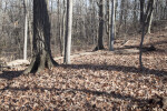 Numerous Fallen Leaves and Tree Trunks