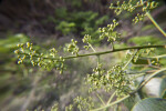 Numerous Green Flower Buds