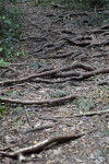 Numerous Gumbo-Limbo Roots Covering a Path